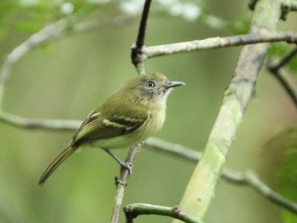 File:Hemitriccus zosterops 64004204 (cropped).jpg