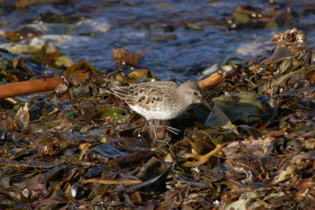 File:White-rumped Sandpiper (Calidris fuscicollis), Westing - geograph.org.uk - 3779803.jpg