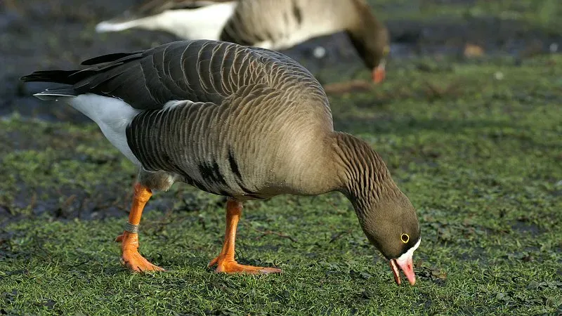 File:Lesser white fronted goose (Anser erythropus) (1).JPG