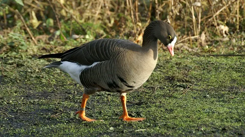File:Lesser white fronted goose (Anser erythropus) (3).JPG