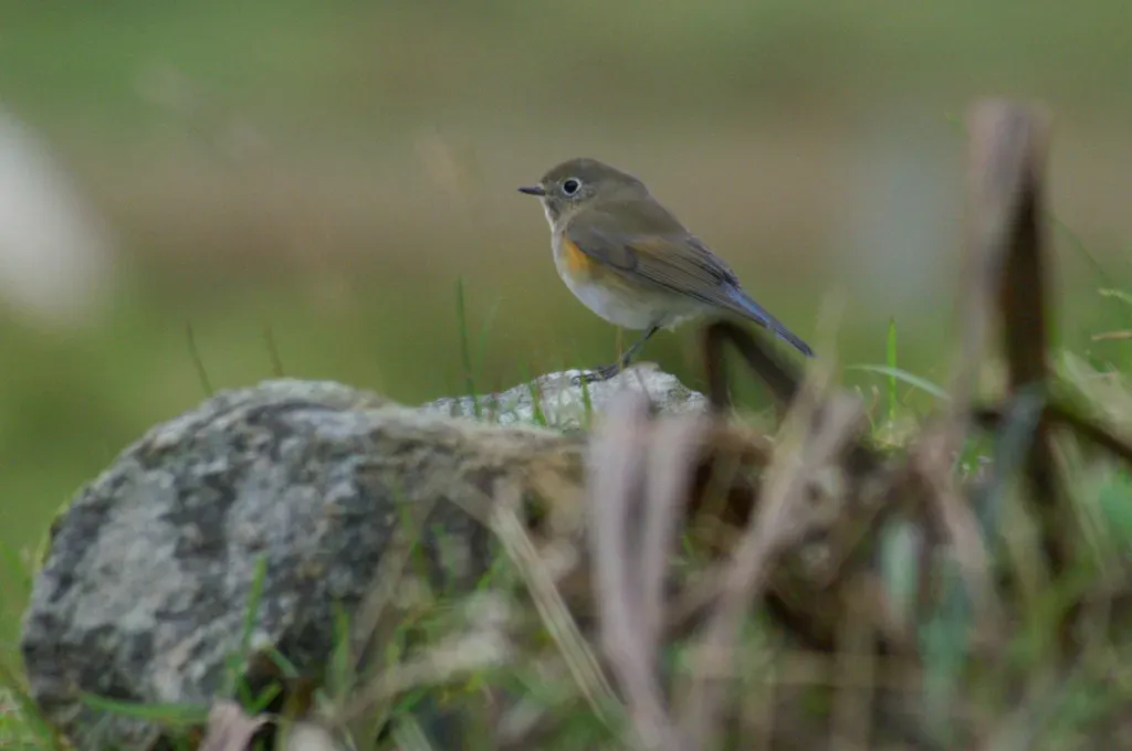 File:Red-flanked Bluetail (Tarsiger cyanurus), Westing - geograph.org.uk - 3809336.jpg