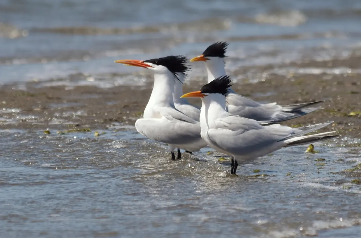 File:2022-04-16 Thalasseus elegans, Upper Newport Bay, California 1.jpg
