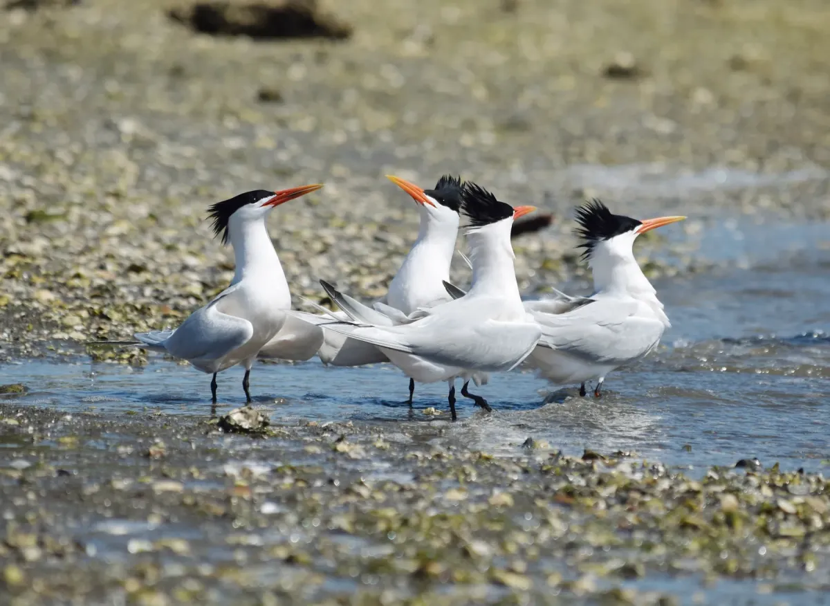 File:2022-04-16 Thalasseus elegans, Upper Newport Bay, California 4.jpg