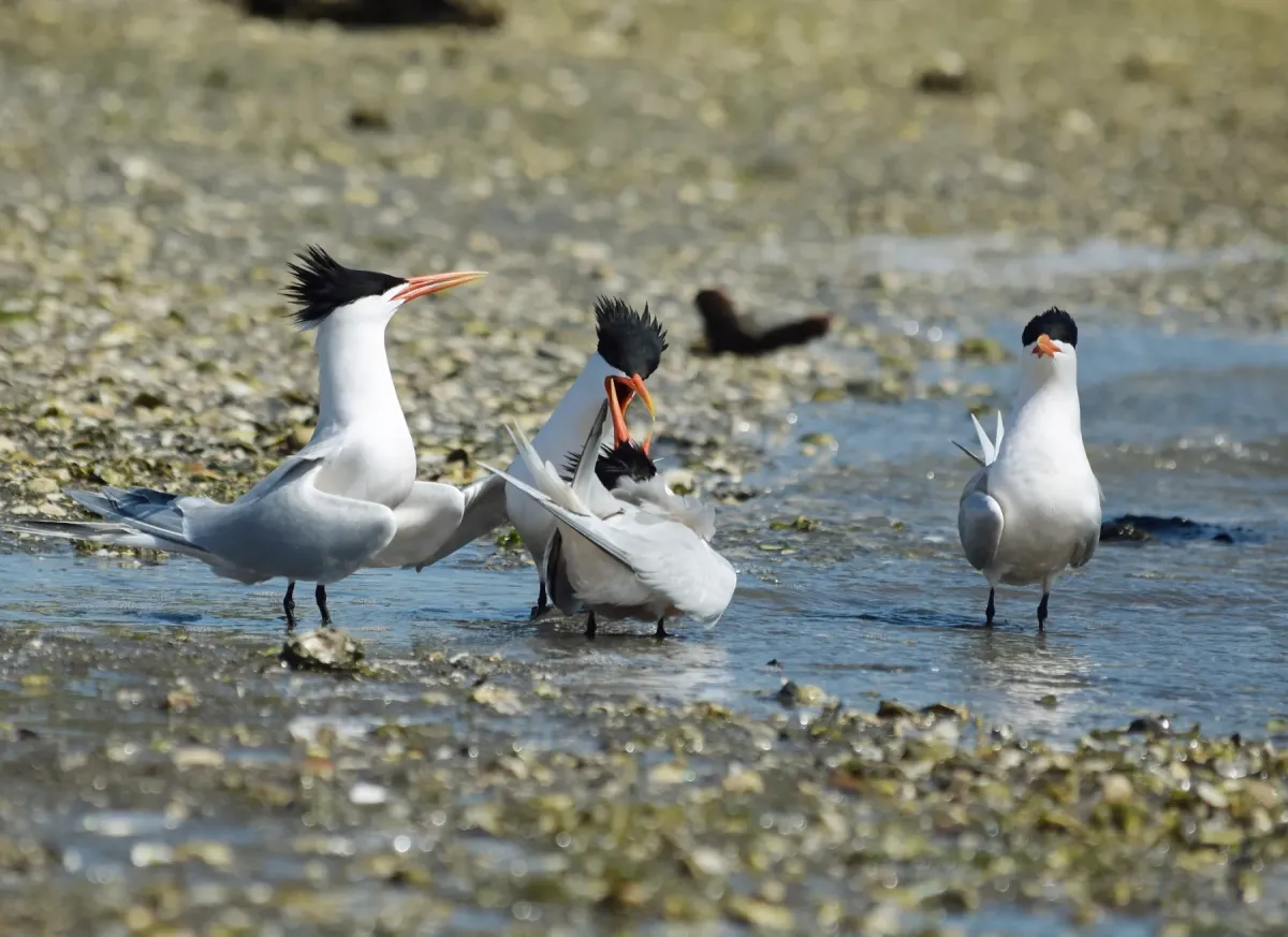 File:2022-04-16 Thalasseus elegans, Upper Newport Bay, California 5.jpg