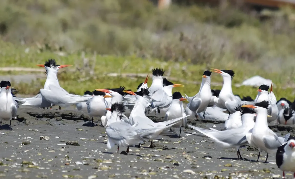 File:2022-04-16 Thalasseus elegans, Upper Newport Bay, California 6.jpg