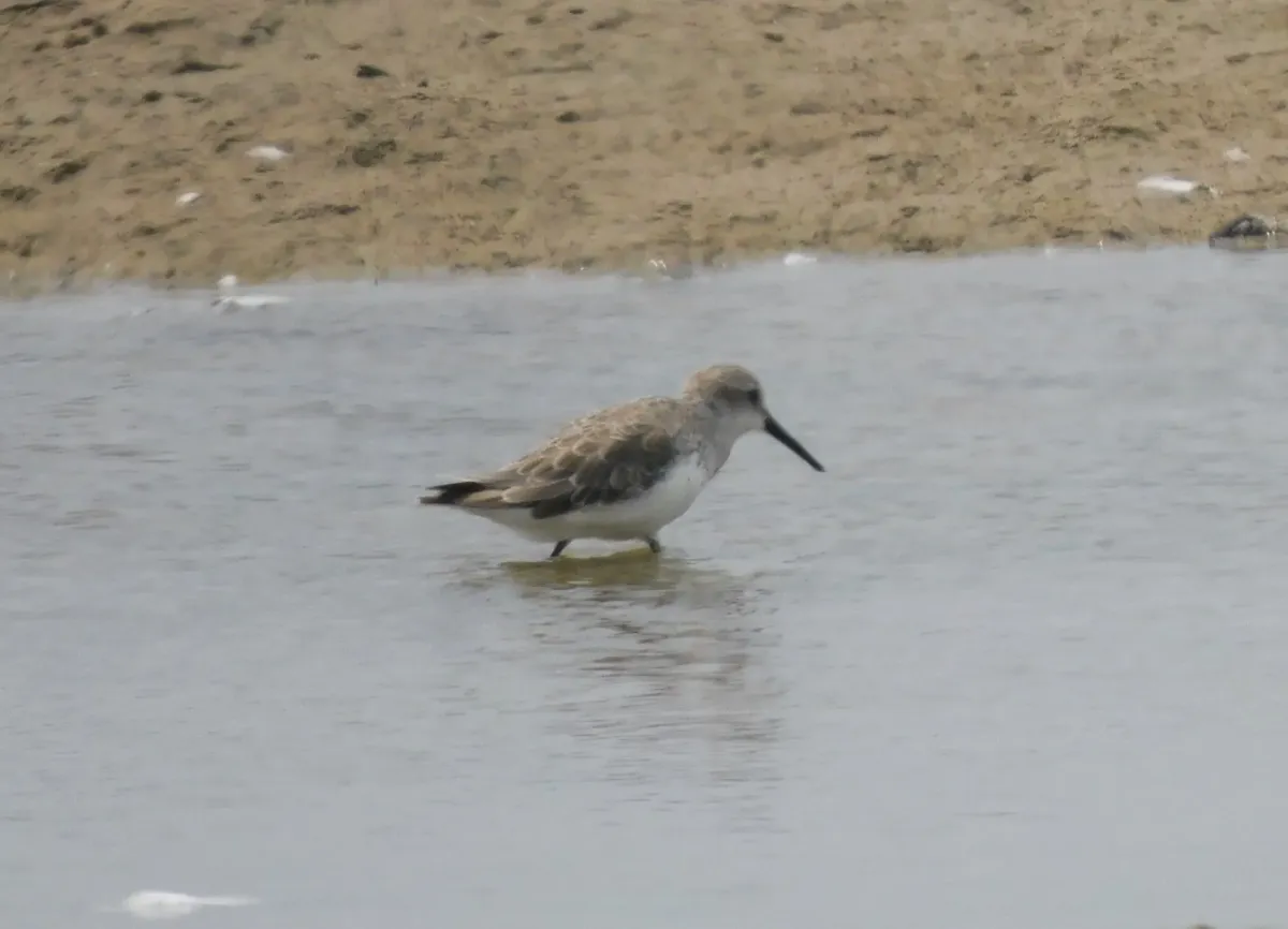 File:Calidris maurii.jpg