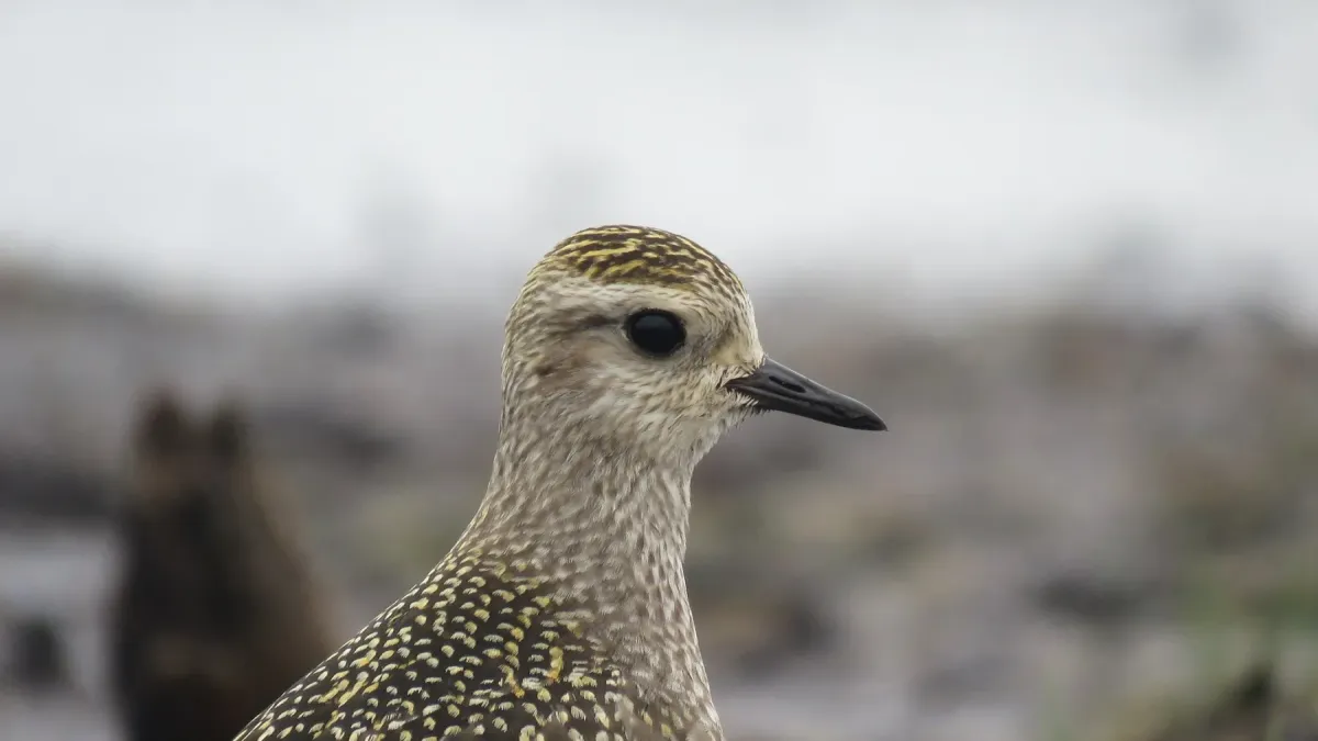 File:Pluvialis dominica 162166552.jpg