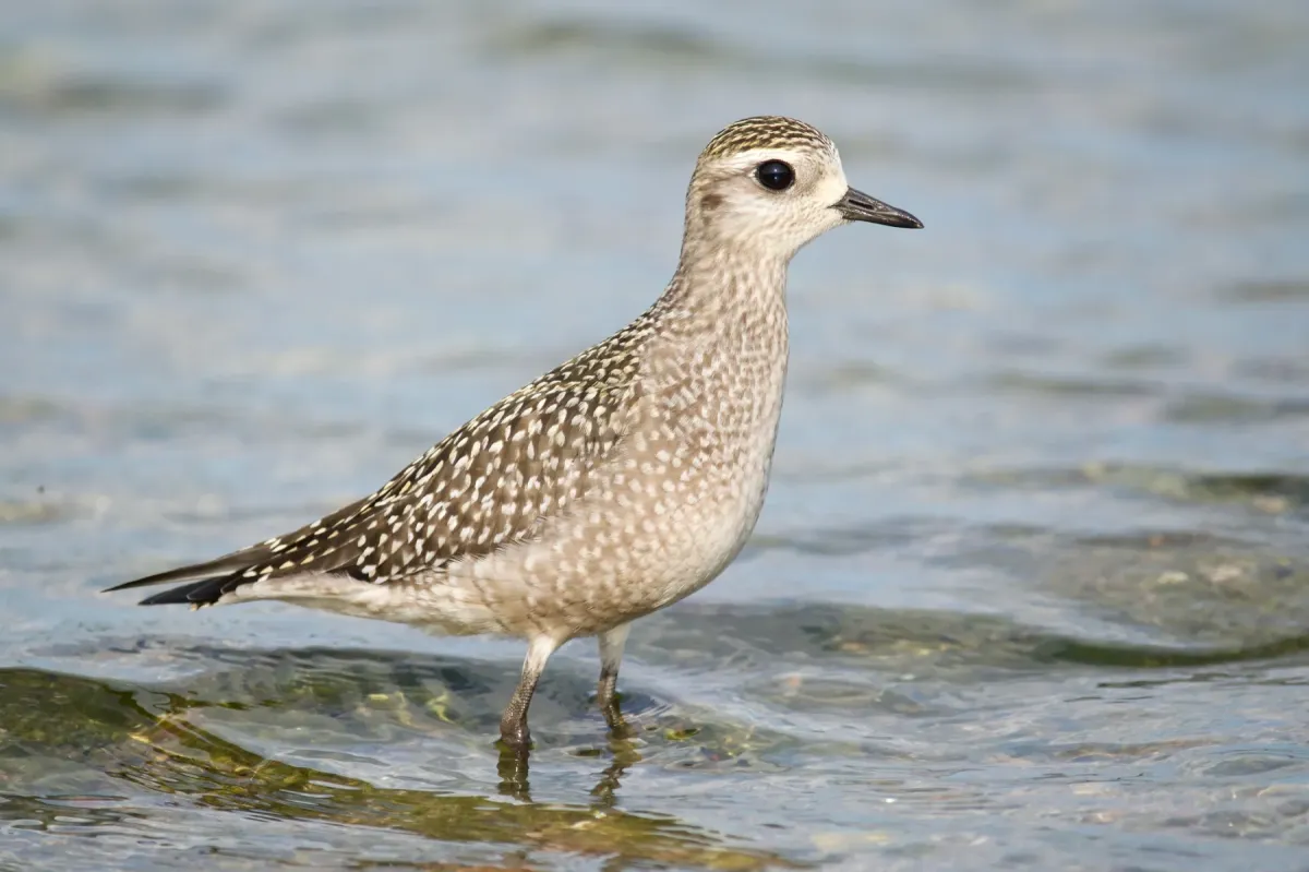 File:Pluvialis dominica 231830137.jpg