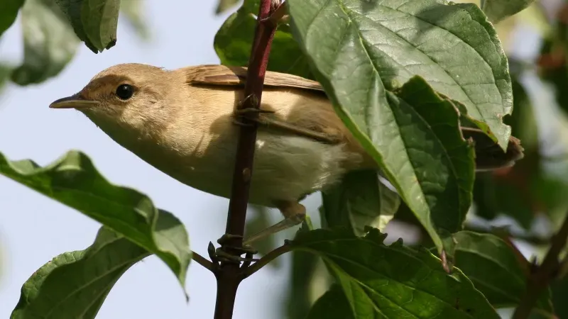 File:Marsh Warbler (Acrocephalus palustris) (4).jpg