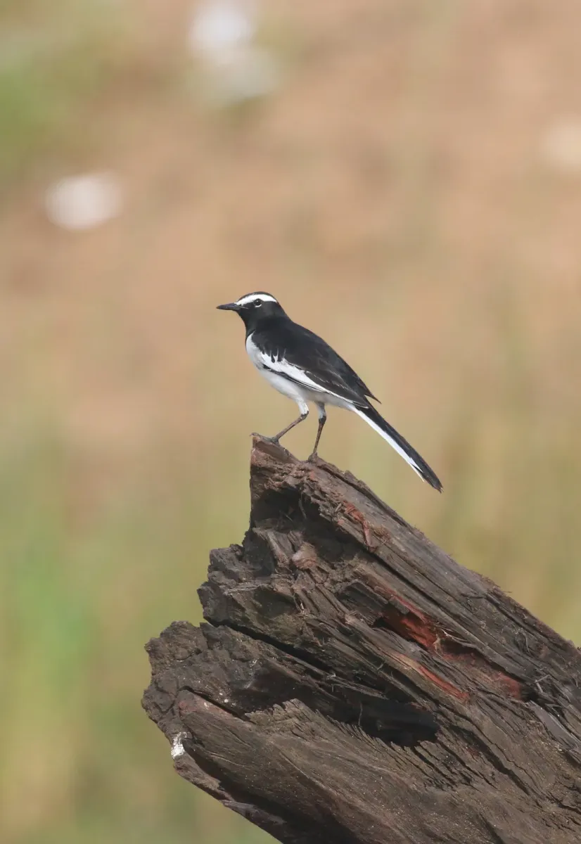 File:White-browed wagtail or large pied wagtail (Motacilla maderaspatensis) image.jpg