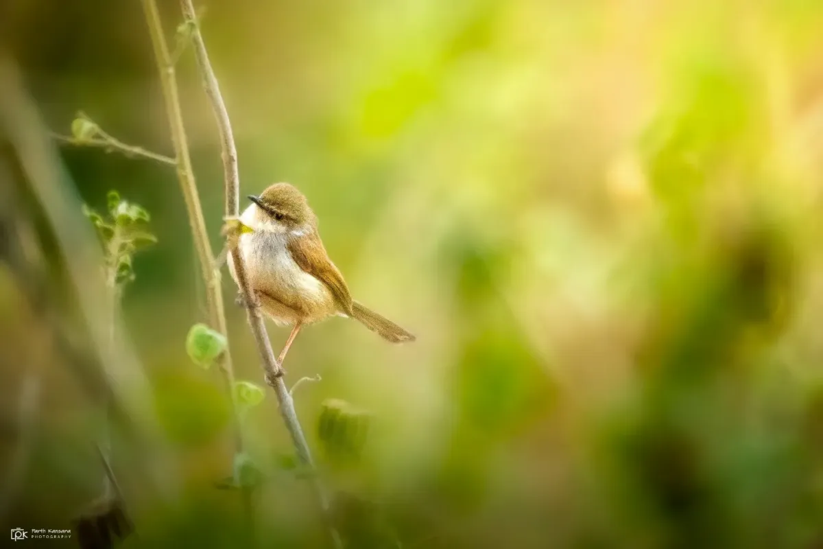 File:Prinia hodgsonii 237172768.jpg