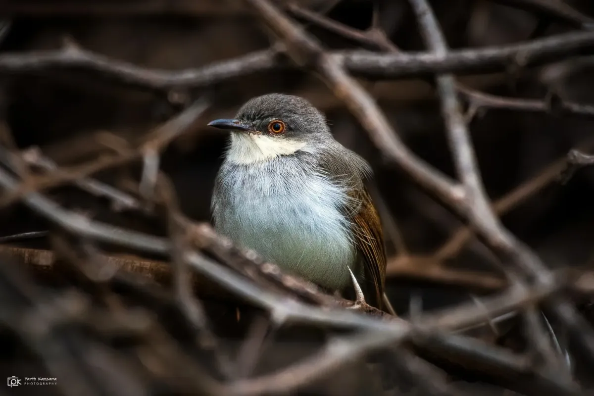 File:Prinia hodgsonii 211105718.jpg
