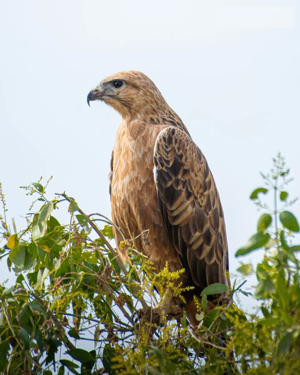 File:Buteo rufinus 233696919.jpg