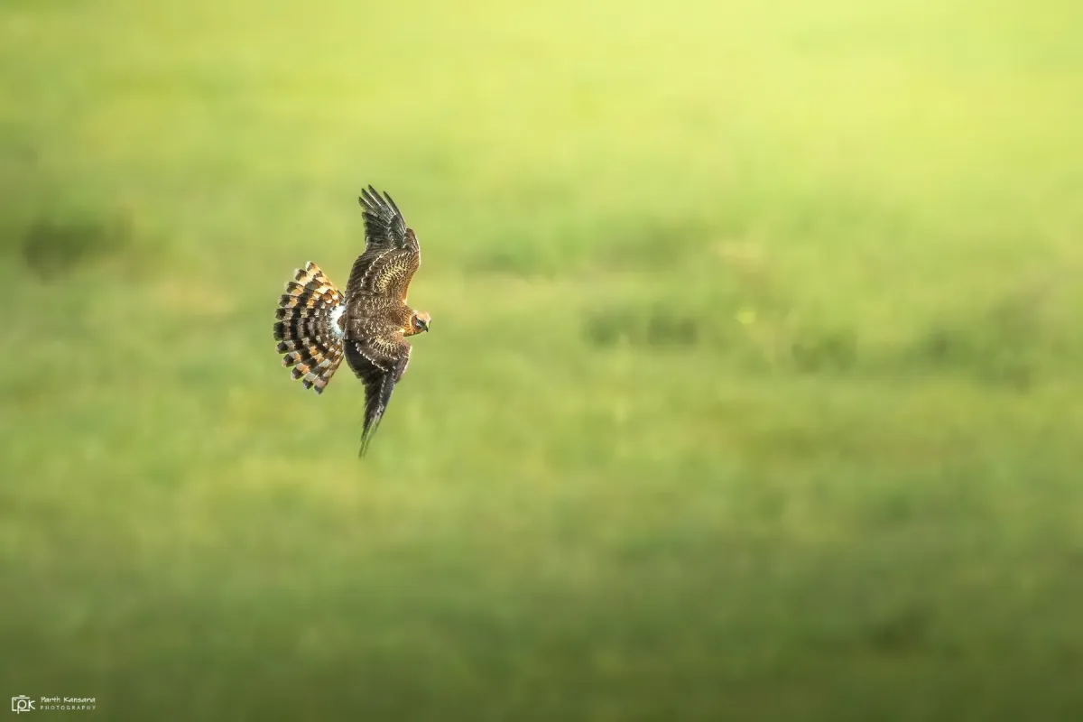 File:Circus pygargus 237172952.jpg