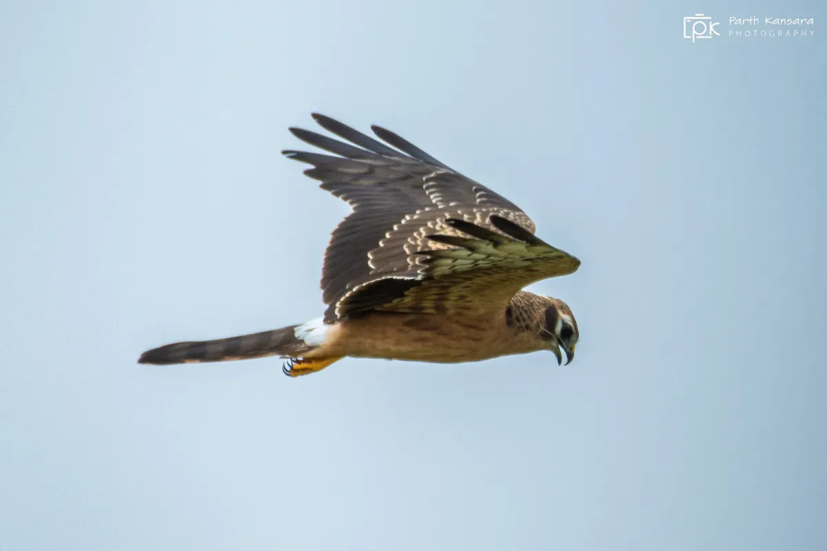 File:Circus pygargus 233992147.jpg