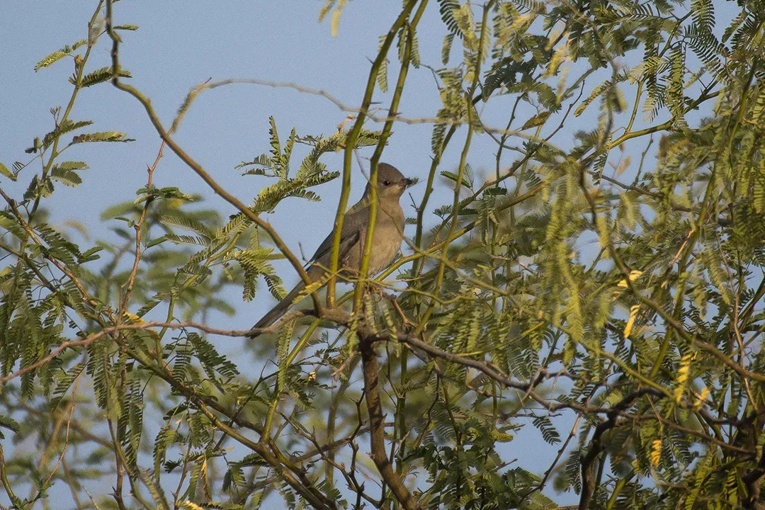 File:Hypocolius ampelinus 233696752.jpg