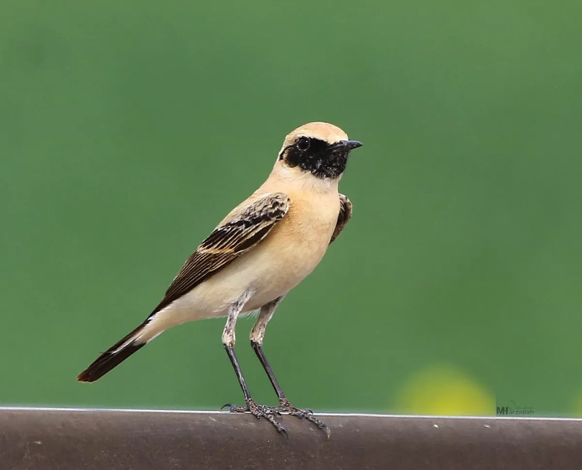 File:Oenanthe hispanica, El Achir, Algeria 2.jpg