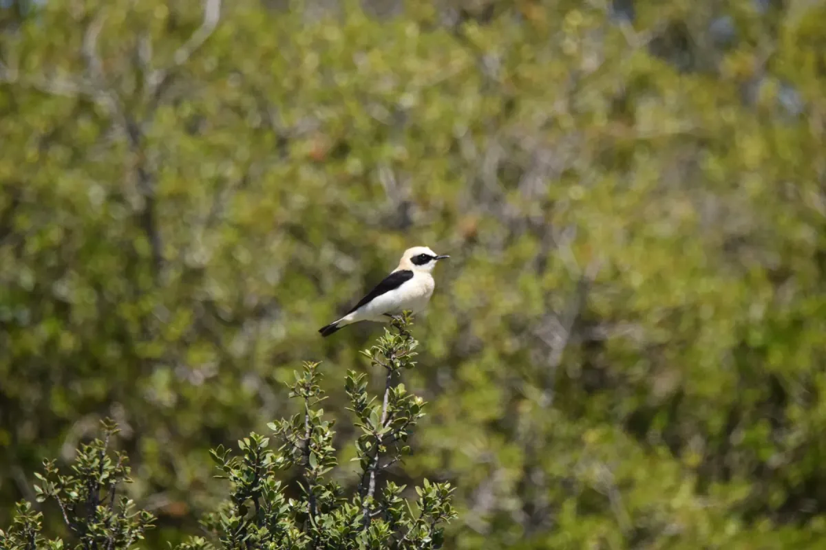File:Oenanthe hispanica, Fitou, France 1.jpg