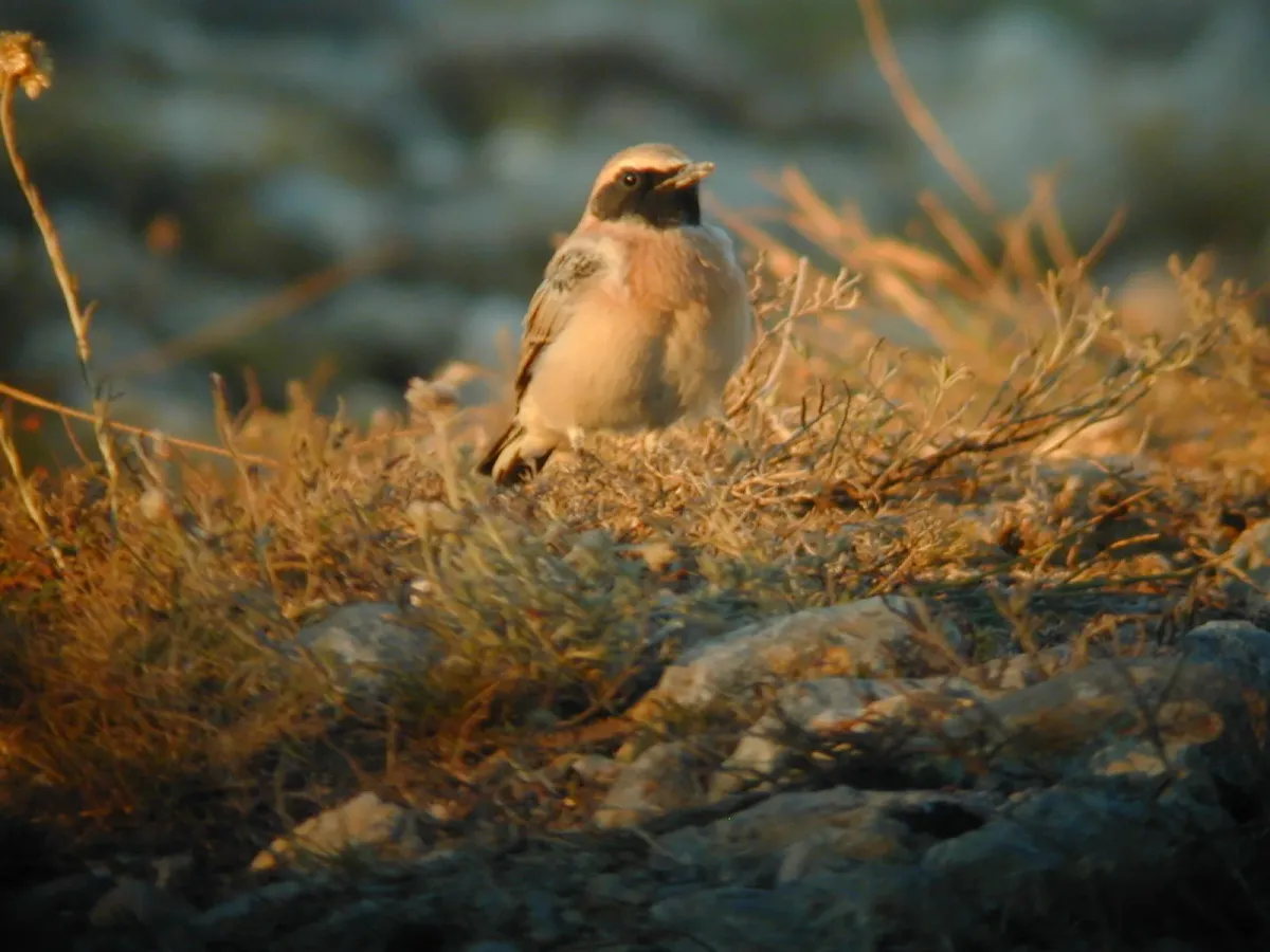File:Oenanthe hispanica, Fitou, France 3.jpg
