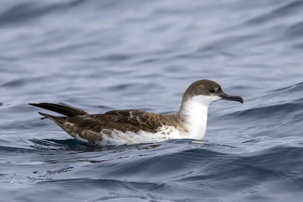 File:Greater shearwater (Ardenna gravis) Sagres.jpg