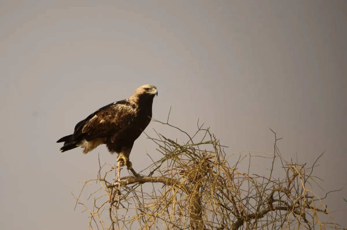 File:Eastern Imperial Eagle Aquila heliaca from Desert National Park, Rajasthan JEG7346.jpg