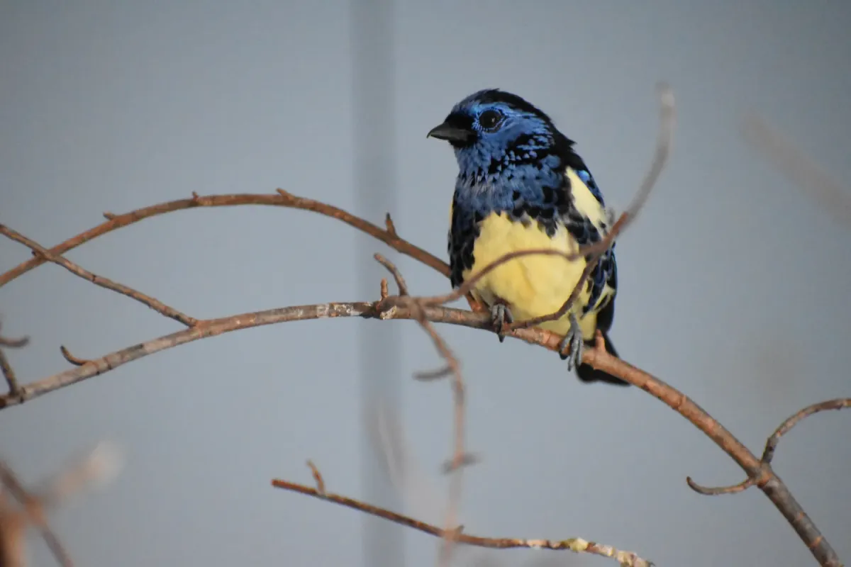 File:Tangara mexicana DSC 0095 copy.jpg