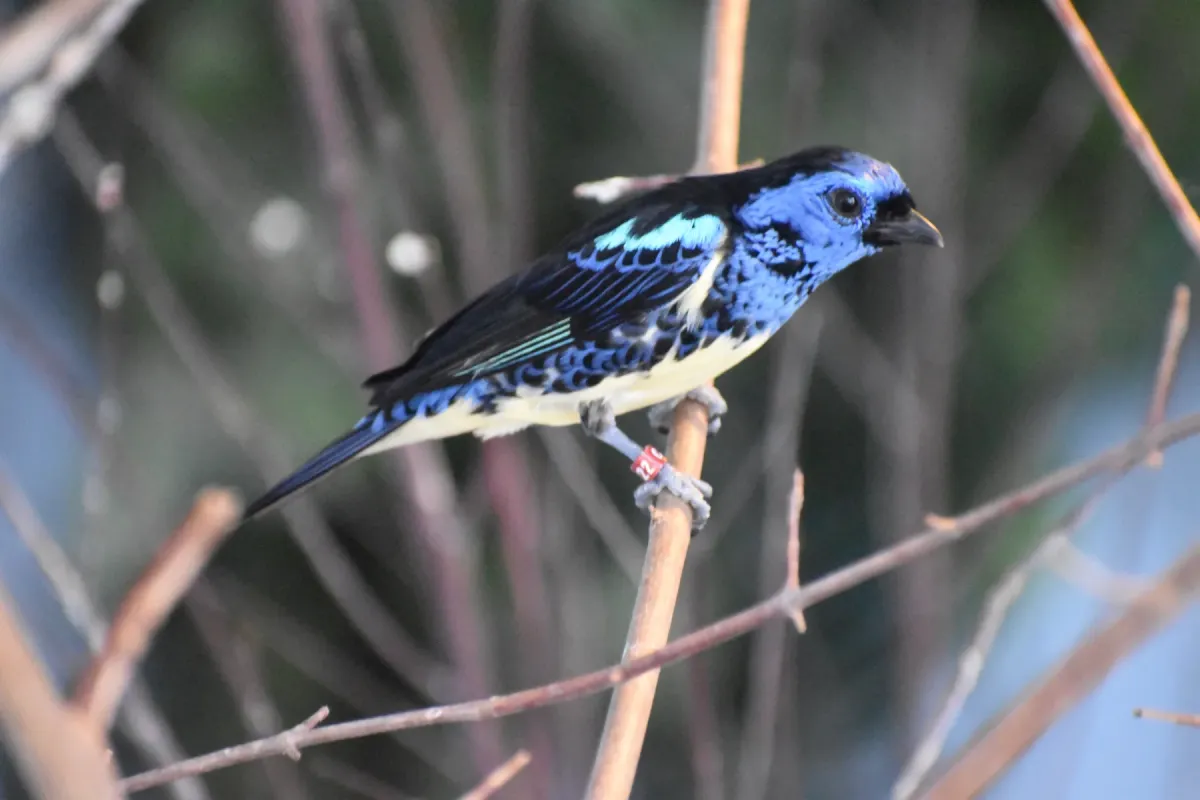 File:Tangara mexicana DSC 0477.jpg