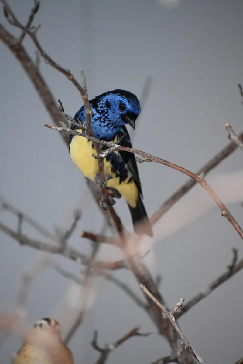 File:Tangara mexicana DSC 0281 copy.jpg