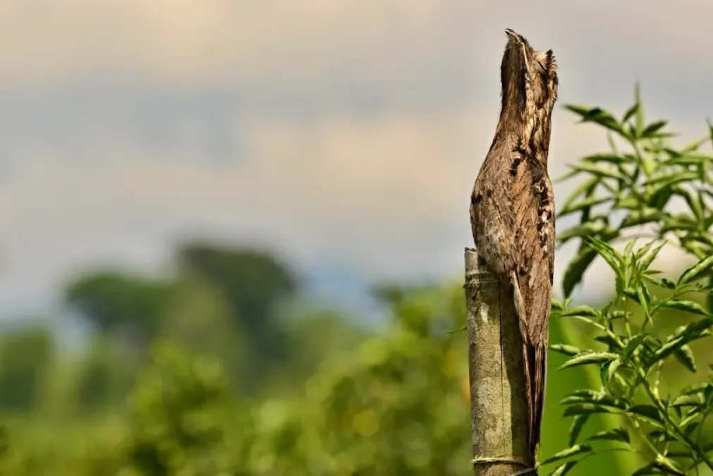 File:Adult Nyctibius griseus.jpg