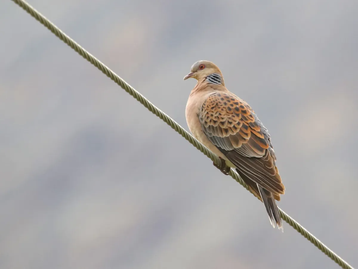 File:Oriental Turtle Dove (Streptopelia orientalis) (52502770215).jpg