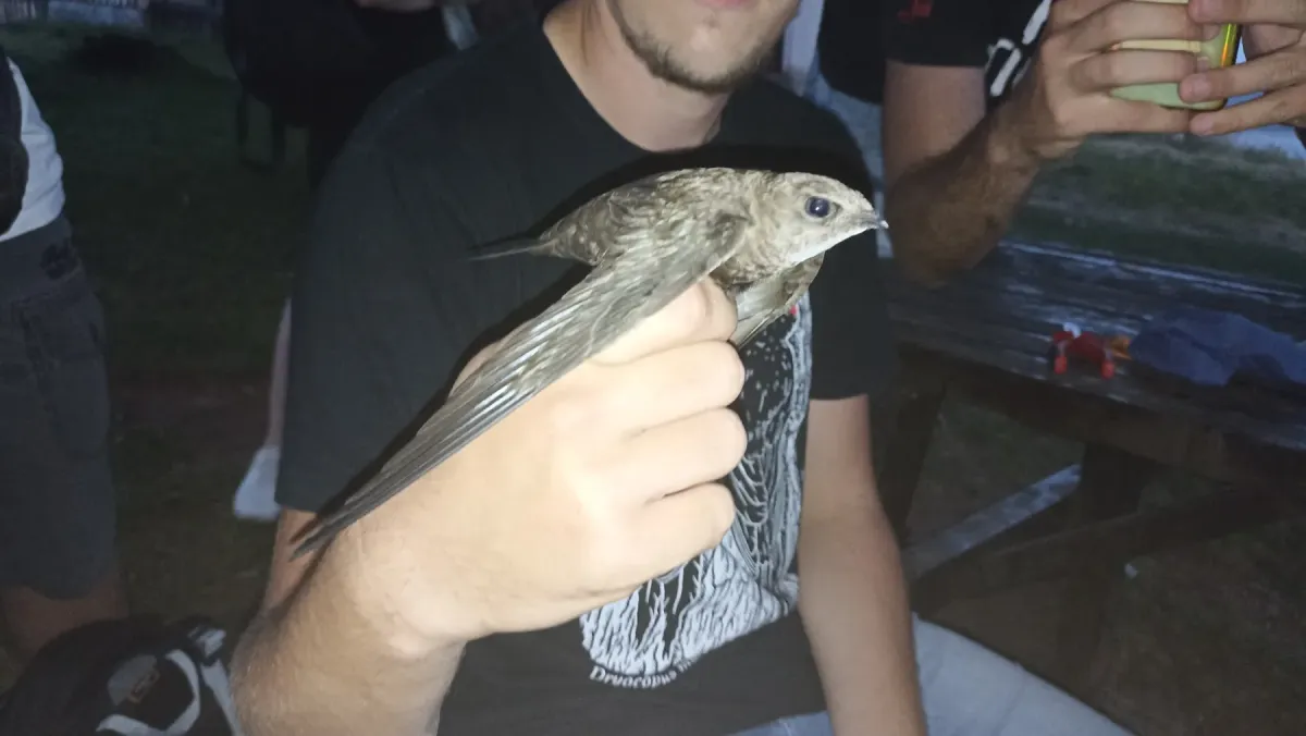 File:Apus pallidus 1.jpg