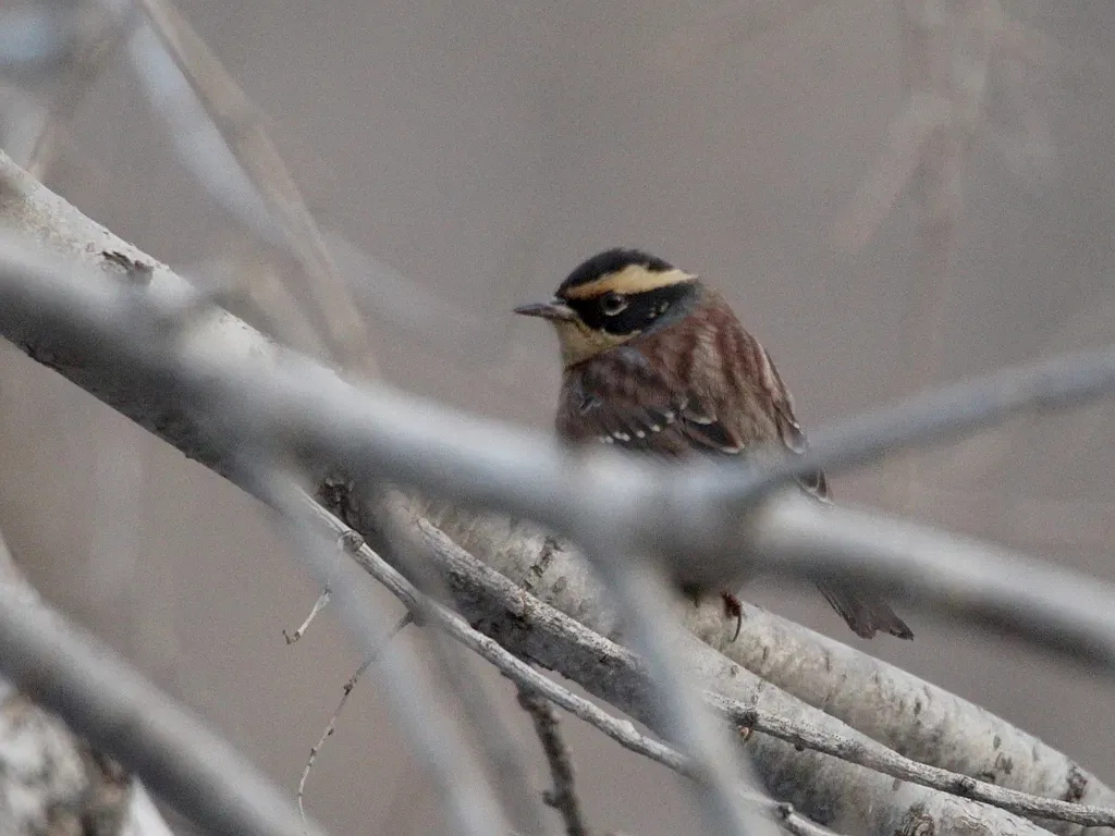 File:Prunella montanella 108711884.jpg