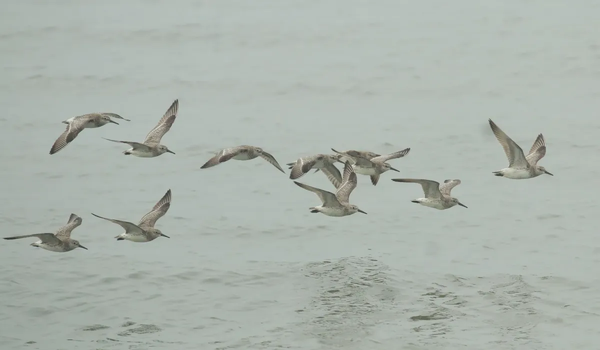 File:Great knot (Calidris tenuirostris).jpg