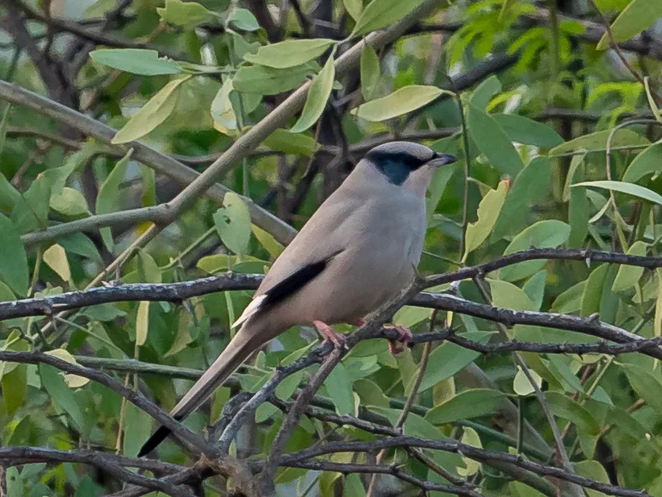 File:Hypocolius ampelinus 60543502.jpg