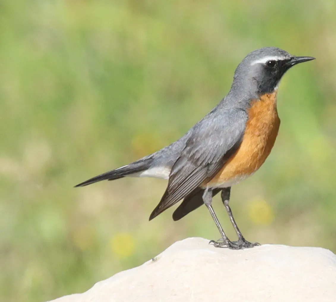 File:Irania gutturalis 202739500.jpg