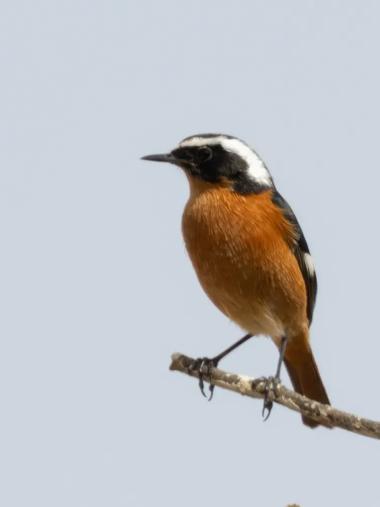 File:Phoenicurus moussieri 239292352.jpg