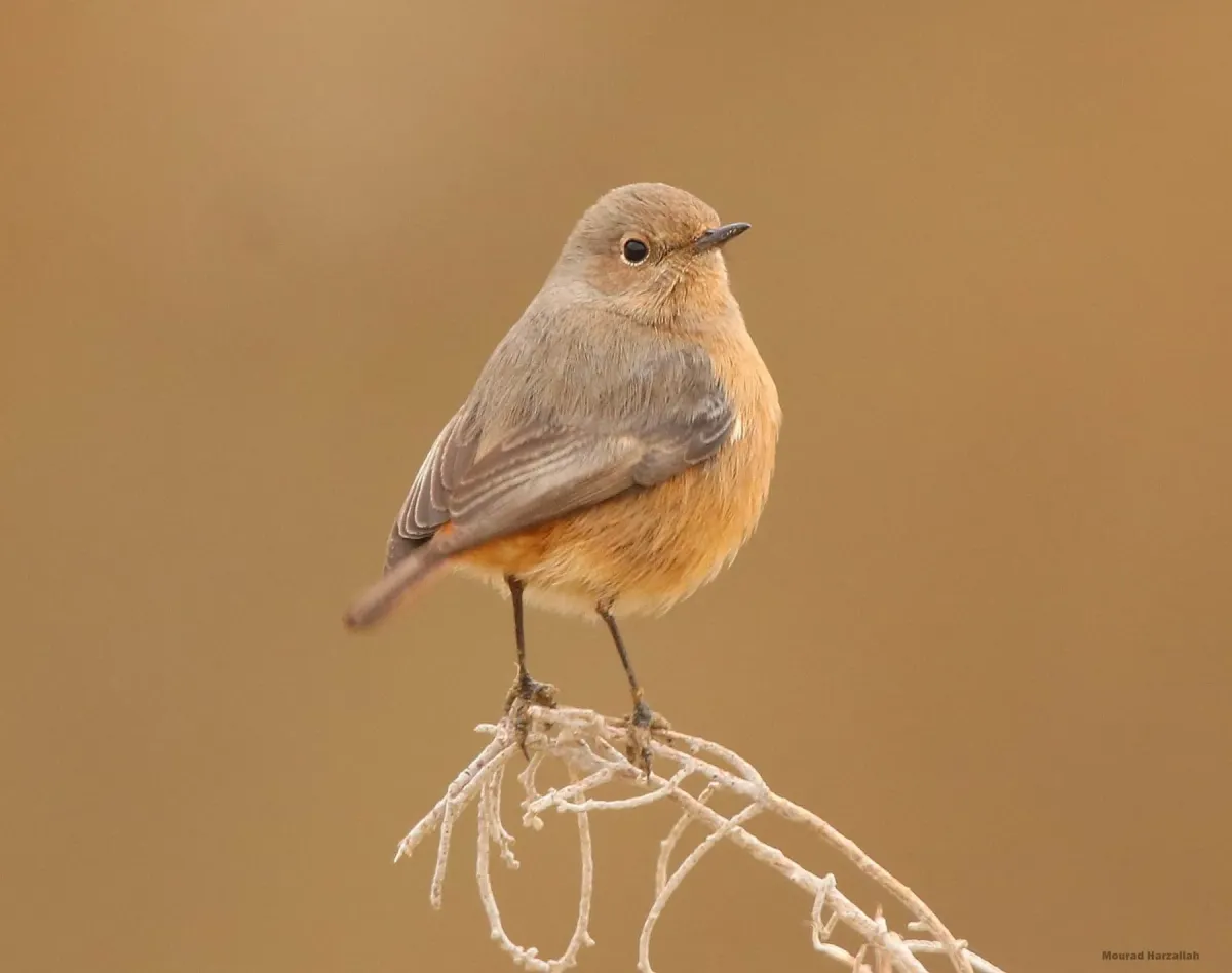 File:Phoenicurus moussieri 198655586.jpg