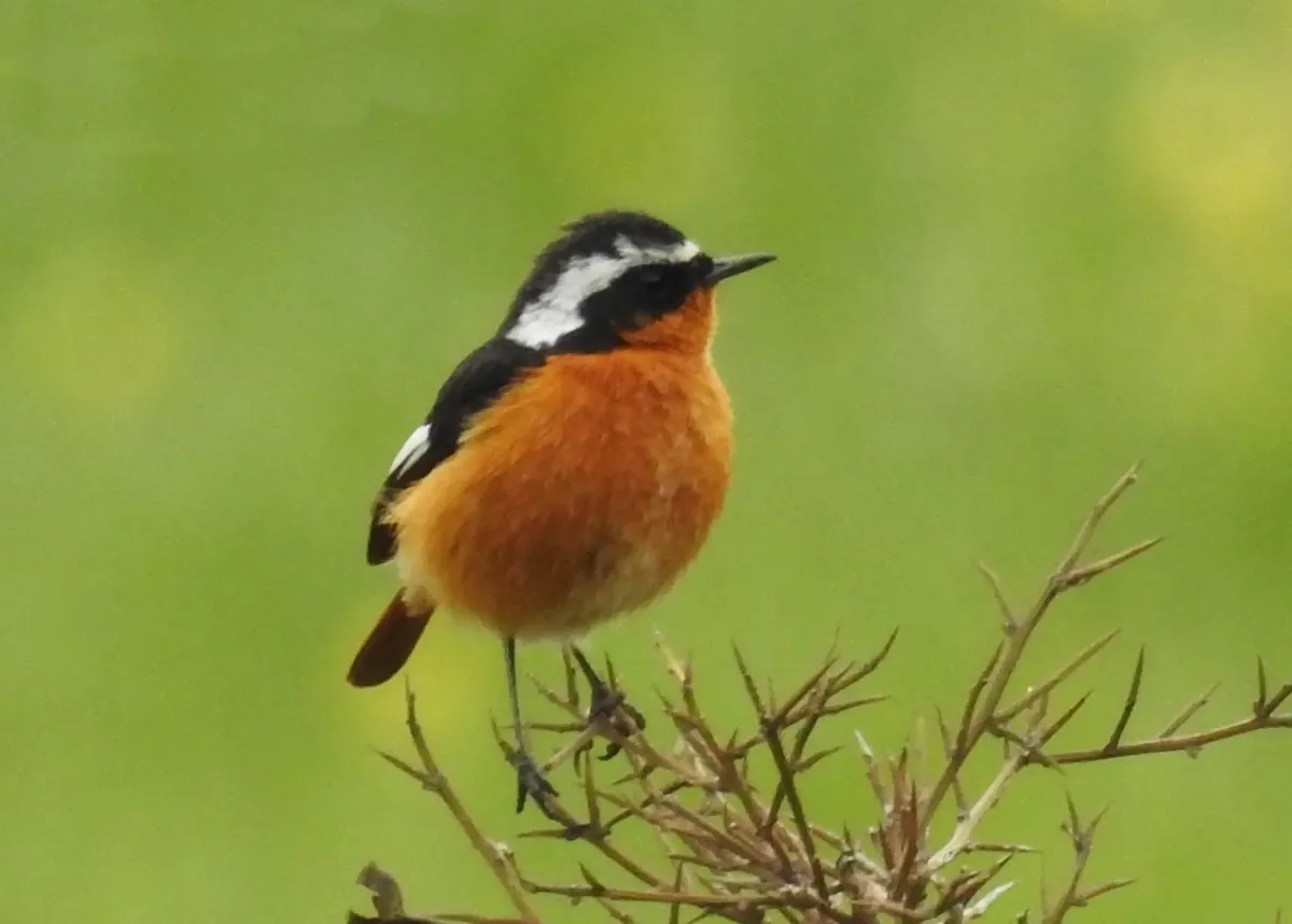 File:Phoenicurus moussieri 187917011.jpg