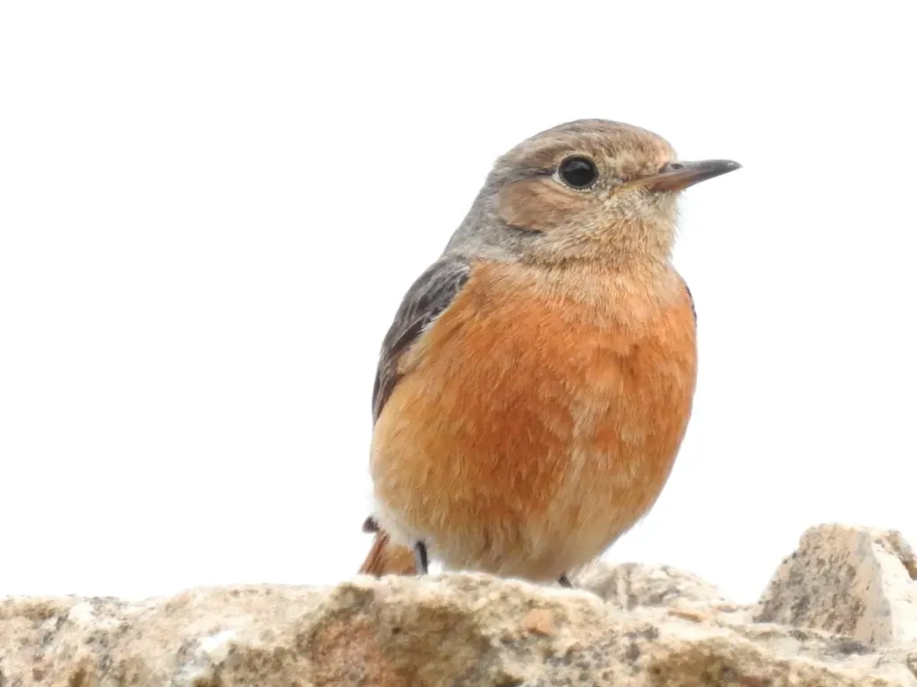 File:Phoenicurus moussieri 64326220.jpg