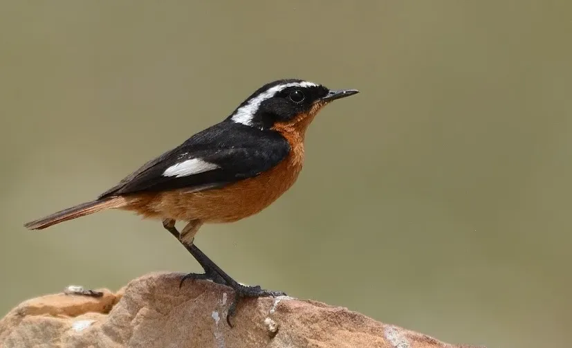 File:Phoenicurus moussieri 43299478.jpg