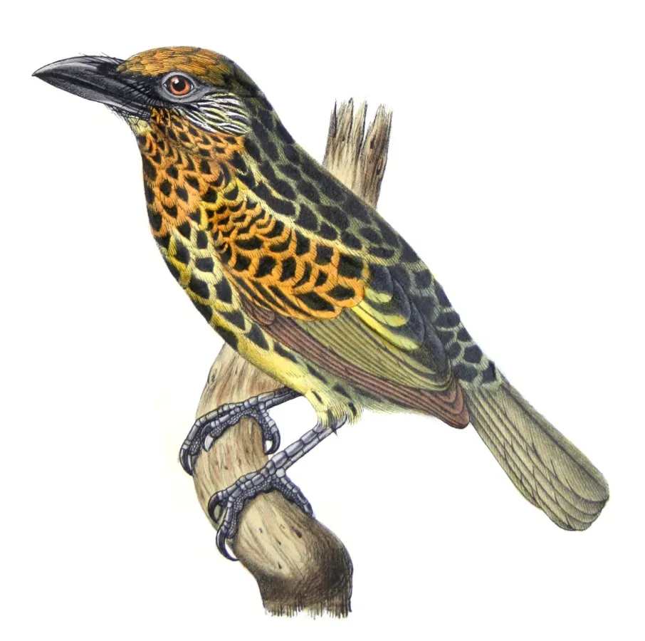 File:Capito auratus female - Castelnau.jpg