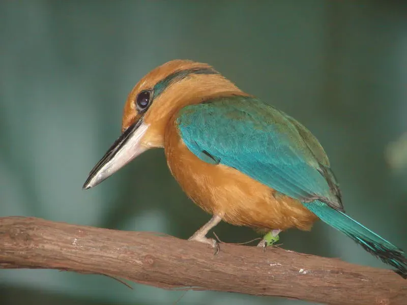 File:Todiramphus cinnamominus DT -US New York Zoo- 0607 (2) (20308670664).jpg