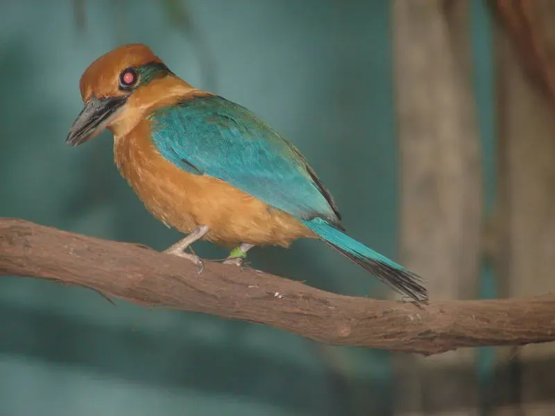 File:Todiramphus cinnamominus DT -US New York Zoo- 0607 (1) (20921528992).jpg