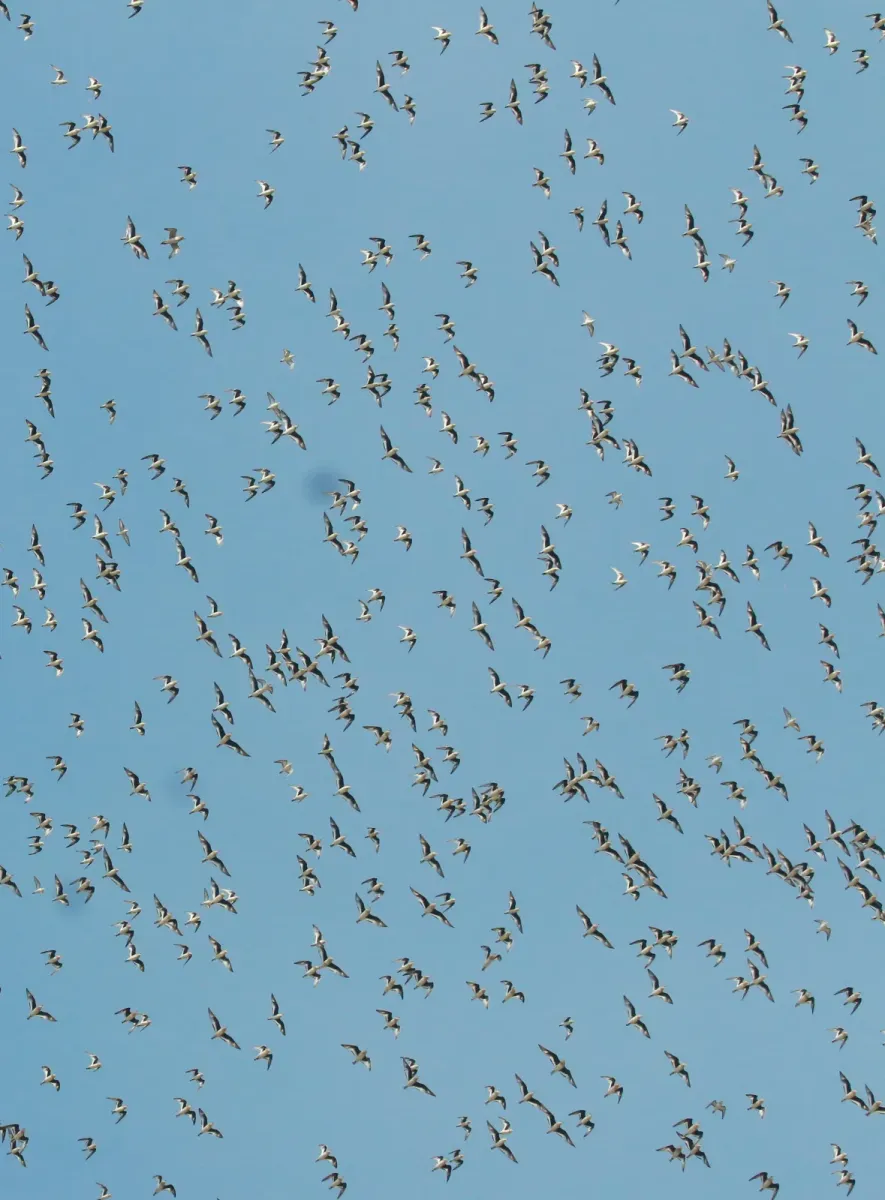 File:Small pratincole (Glareola lactea) large flock.jpg