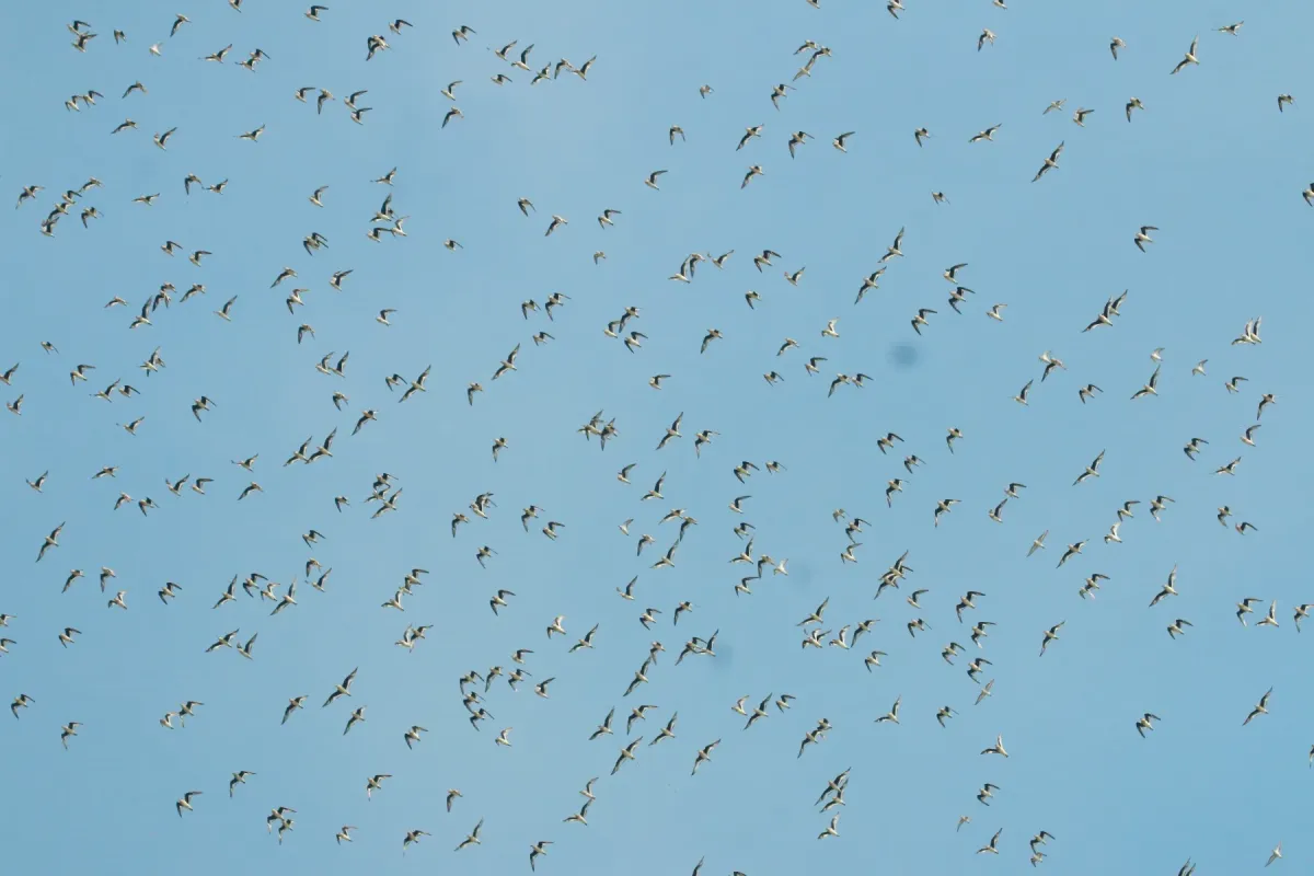File:Small pratincole (Glareola lactea)- large flock.jpg