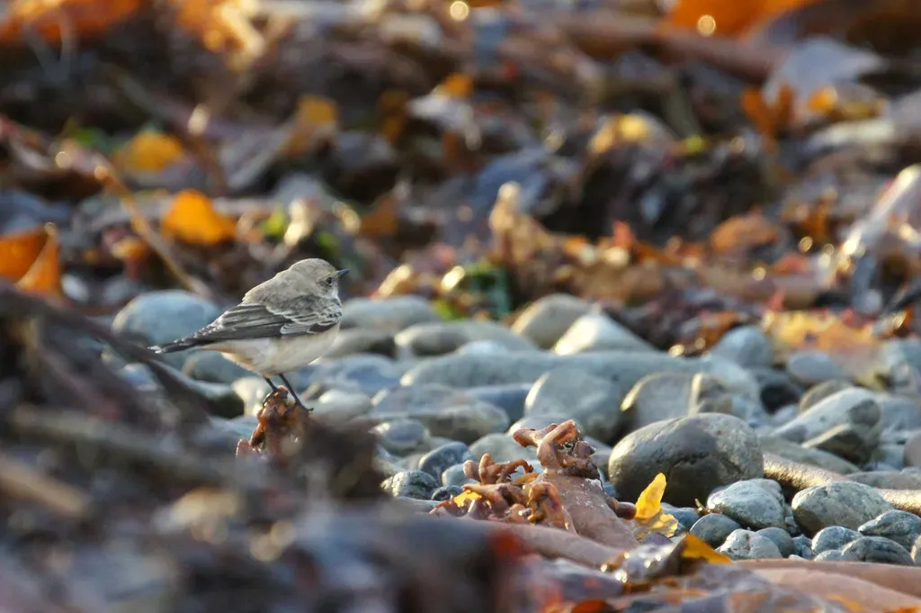 File:Pied Wheatear (Oenanthe pleschanka), North Ayre, Haroldswick - geograph.org.uk - 4229922.jpg