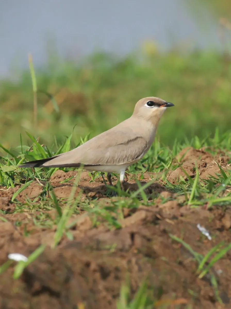 File:Small pratincole, little pratincole, or small Indian pratincole (Glareola lactea),.jpg