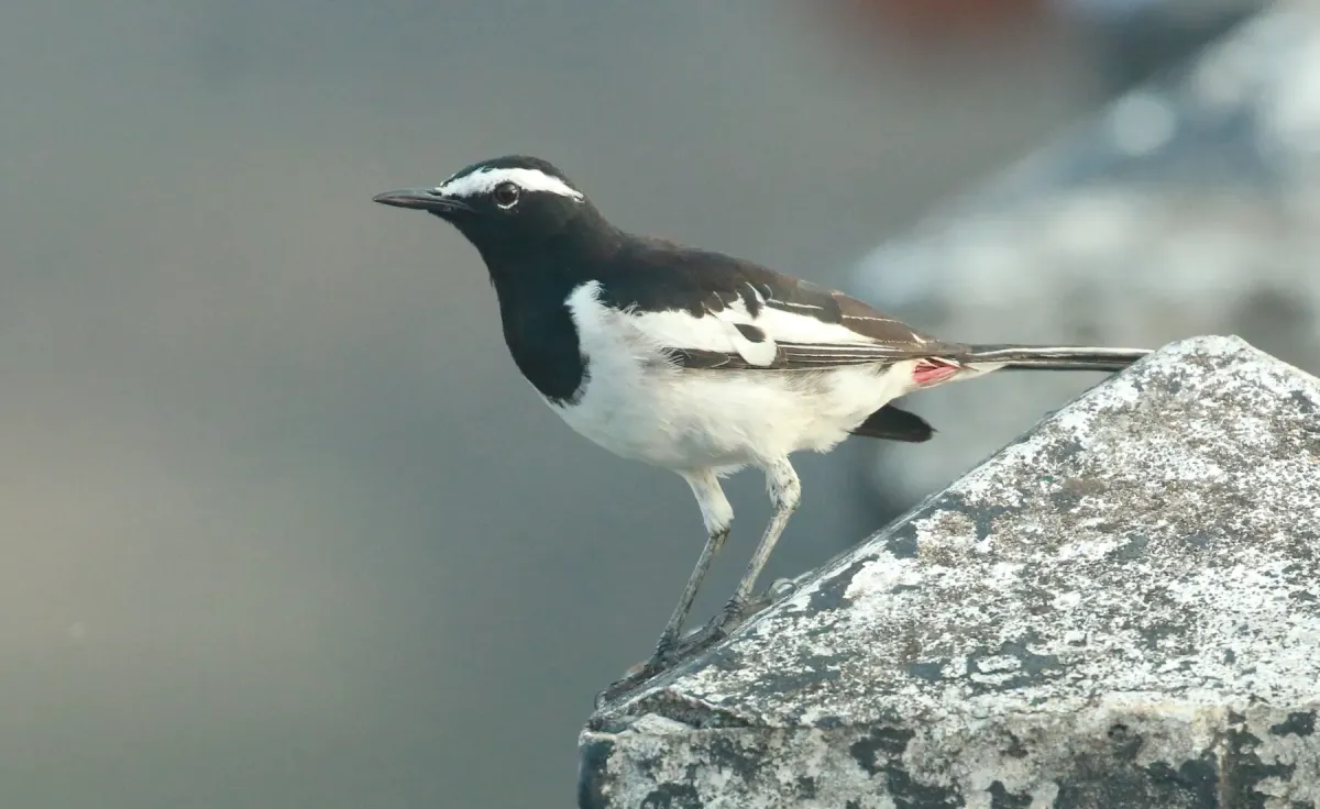 File:White-browed wagtail or large pied wagtail (Motacilla maderaspatensis),.jpg