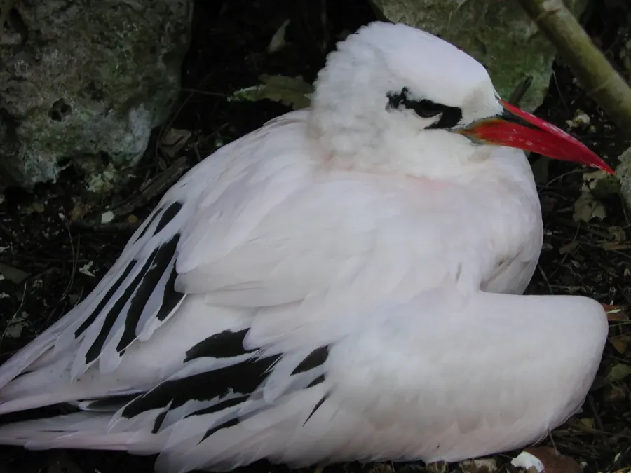 File:Phaethon rubricauda 134000144.jpg