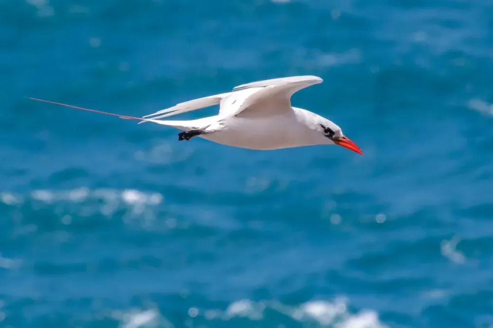 File:Phaethon rubricauda 5466873.jpg